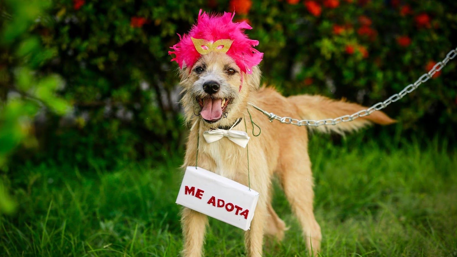 Uber e Prefeitura do Recife se juntam para levar pets adotados aos novos lares