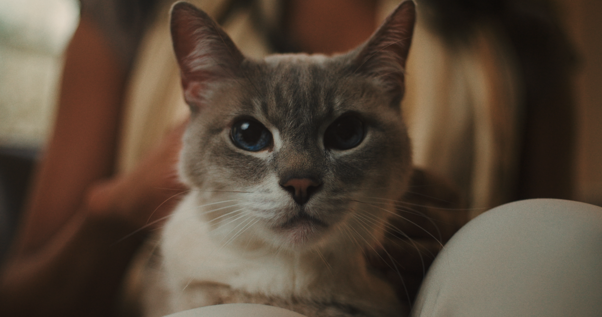 Petlove promove campanha de conscientização para pets de idade avançada