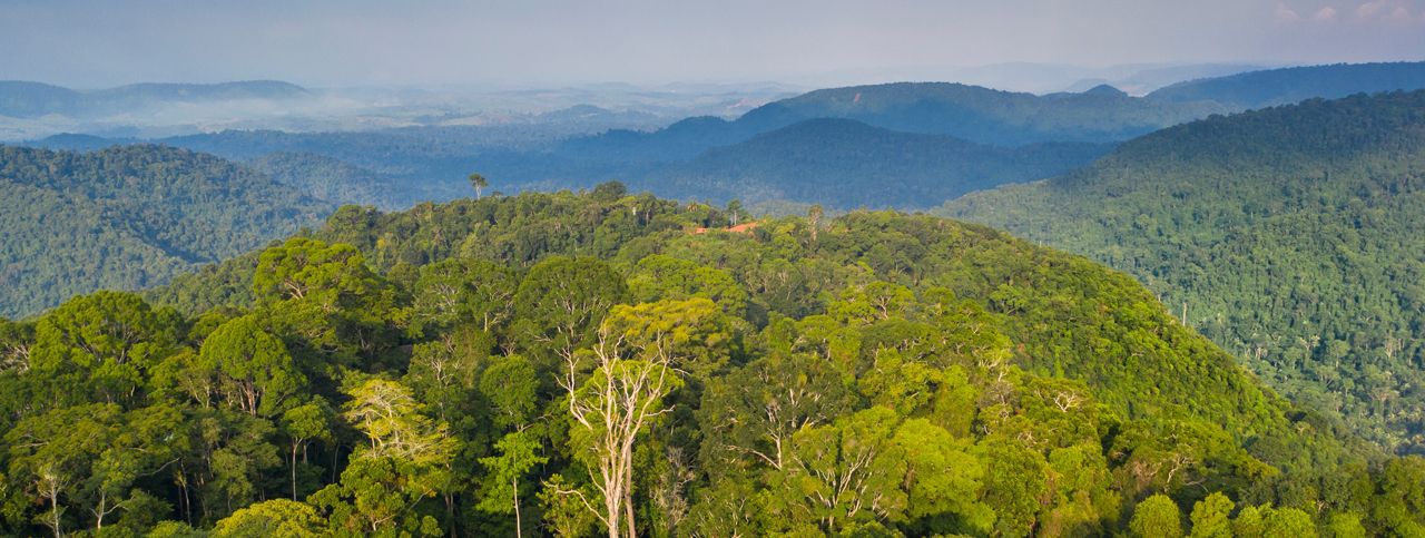 Marcas falam sobre projetos na Amazônia e para a COP30