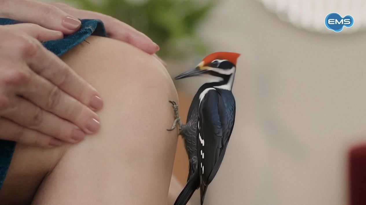 EMS aposta em pica-pau para comunicar dor e alívio no lançamento do BengPro