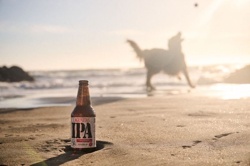 Lagunitas lança loja no TikTok Shop com produtos para pets