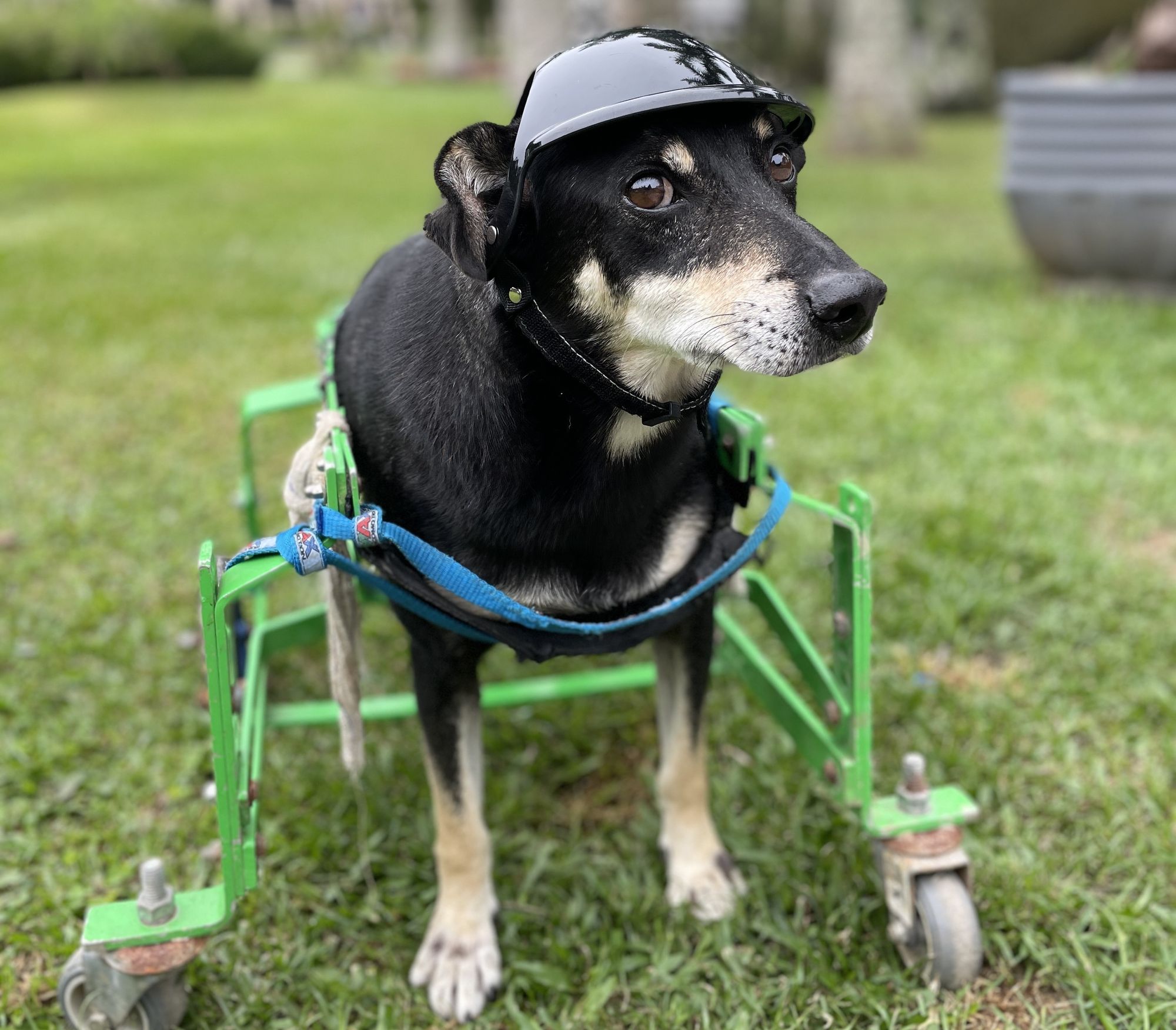 Instituto Caramelo e Graded São Paulo promovem campanha de conscientização sobre causa animal