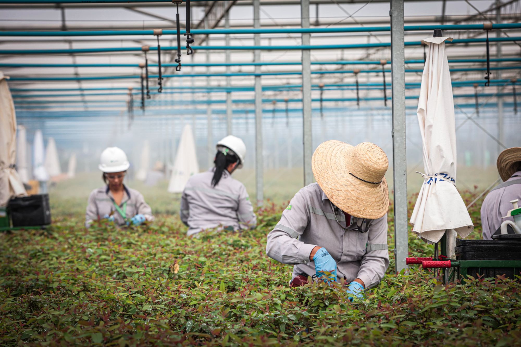 Milà assume contas de publicidade e digital da Suzano